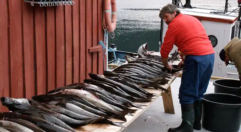 Sommerhus i Surnadal