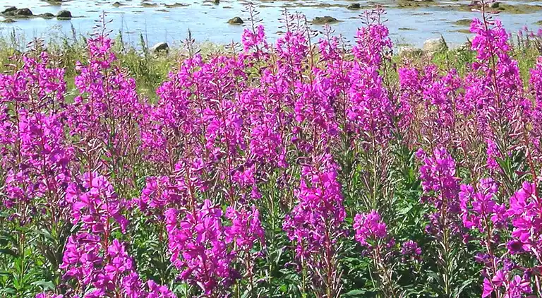 Sommerhus i Vestvågøy