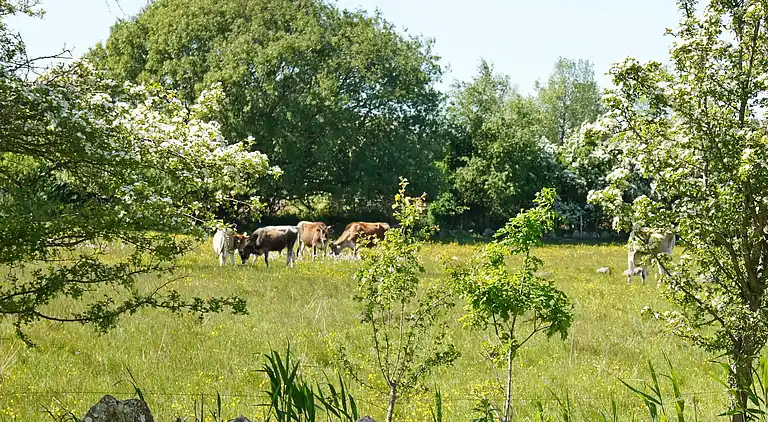 Holiday home in Ristinge