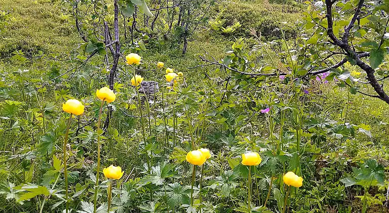 Sommerhus i Karlsøy