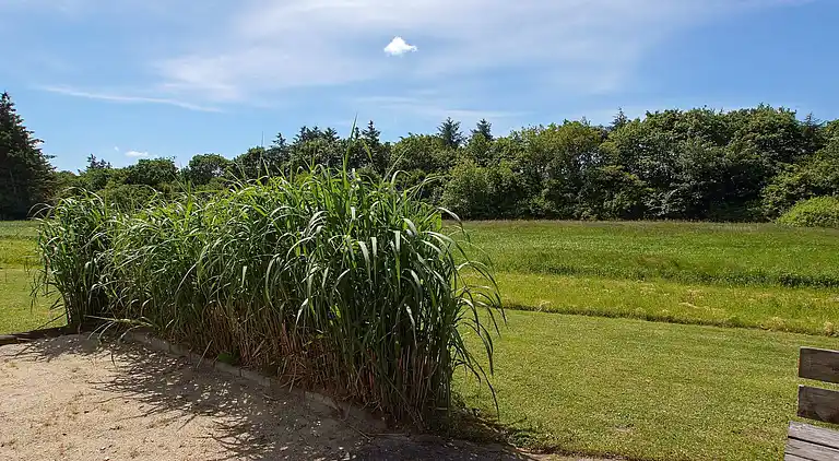 Sommerhus i Bork Havn