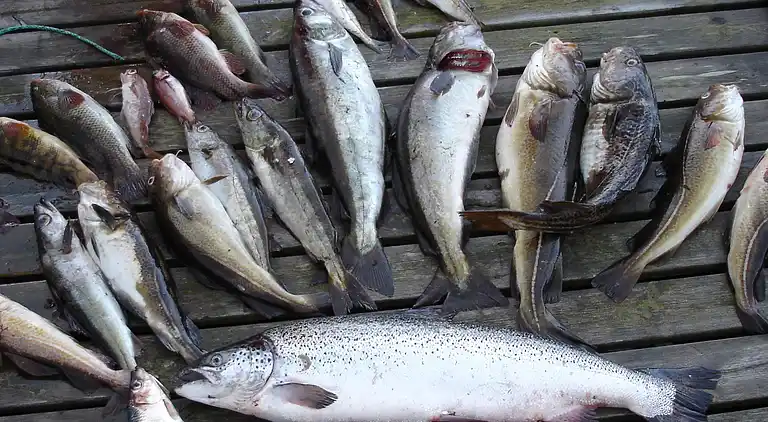 Holiday home in Jelsa