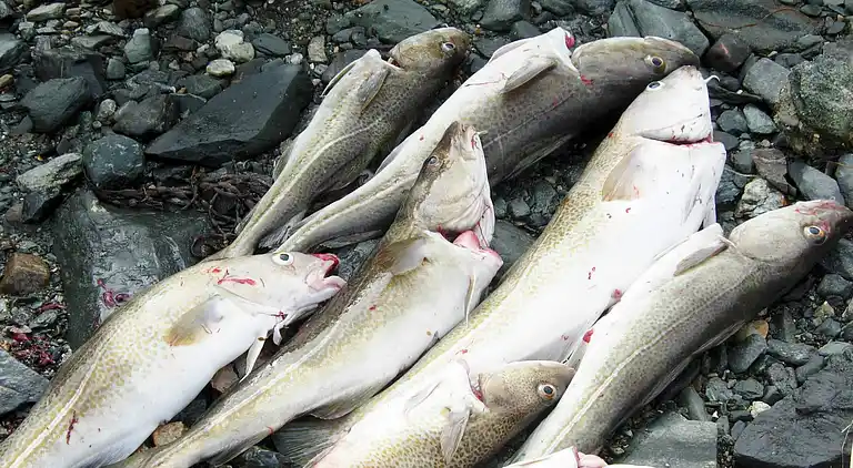 Sommerhus i Karlsøy