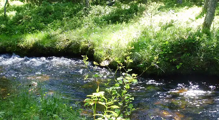 Sommerhus i Malung NV