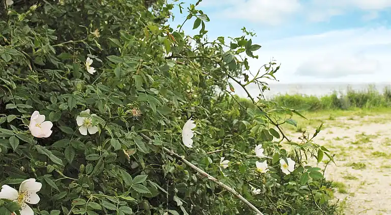 Holiday home in Stege