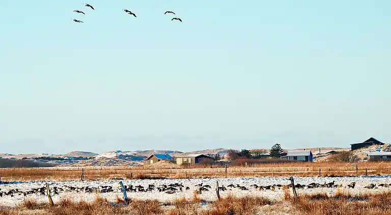 Sommerhus i Bork Havn