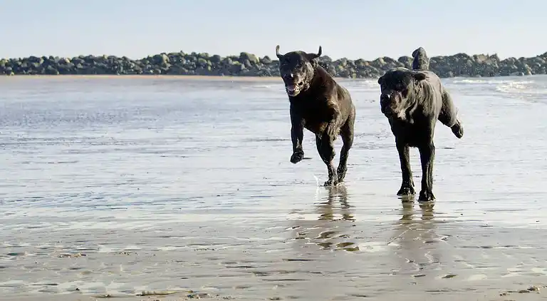 Sommerhus i Blåvand