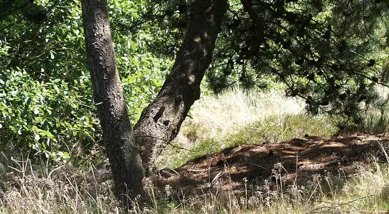 Sommerhus i Blåvand