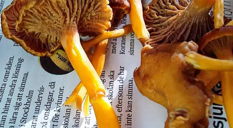 Feriebolig i Arvika V