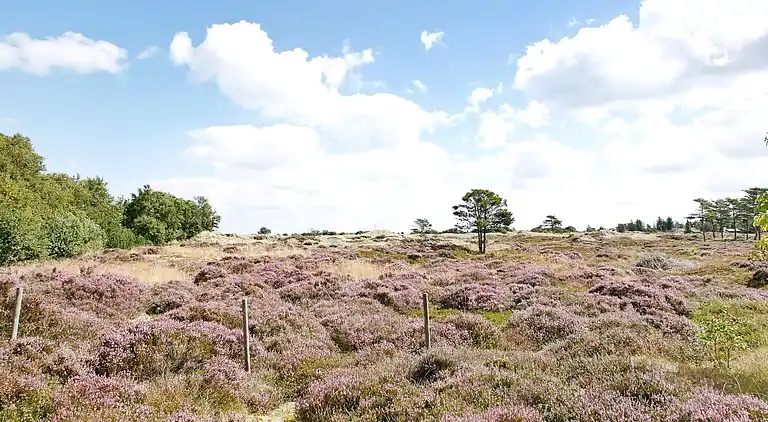 Ferienhaus in Ålbæk