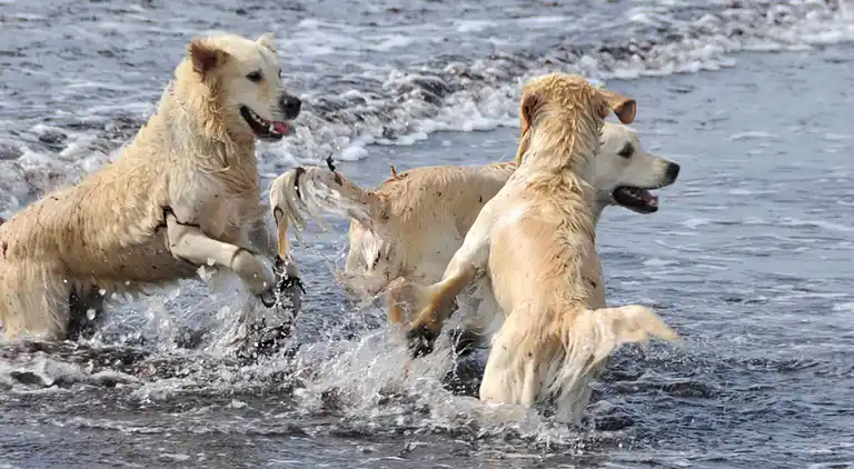 Maison de vacances en Bagenkop