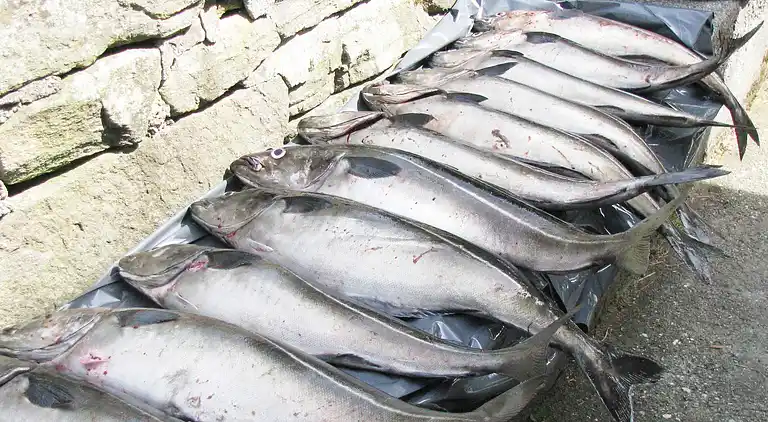 Holiday home in Myklebust