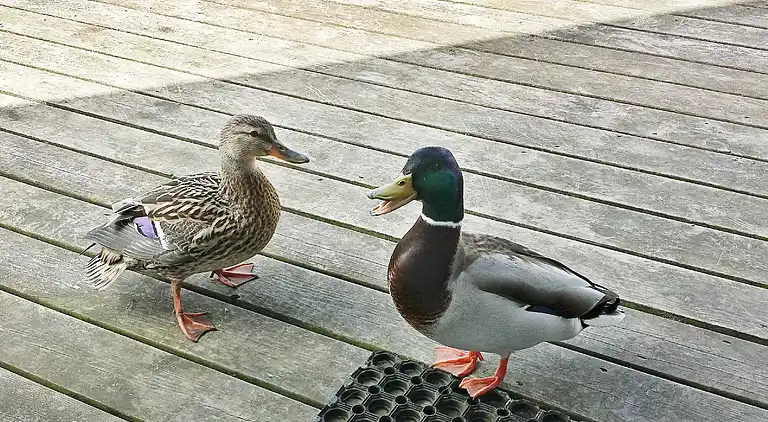 Feriebolig i Otterndorf