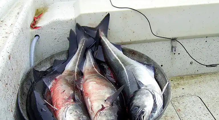 Casa de vacaciones en Vestvågøy