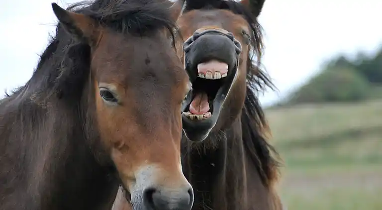 Maison de vacances en Bagenkop