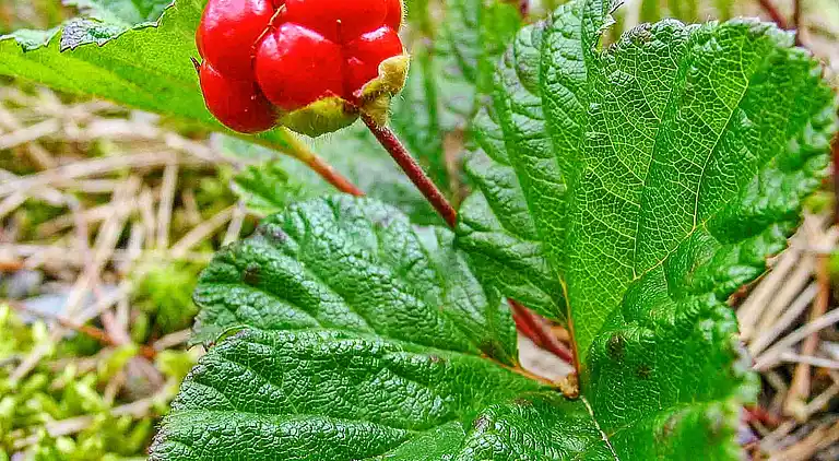 Feriebolig i Arvika V