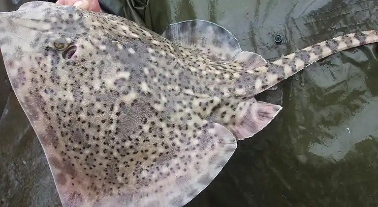 Holiday home in Bokn Municipality