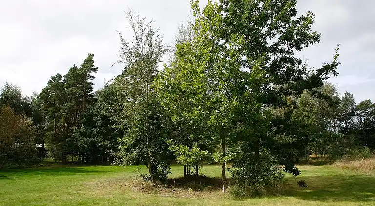 Sommerhus på Læsø