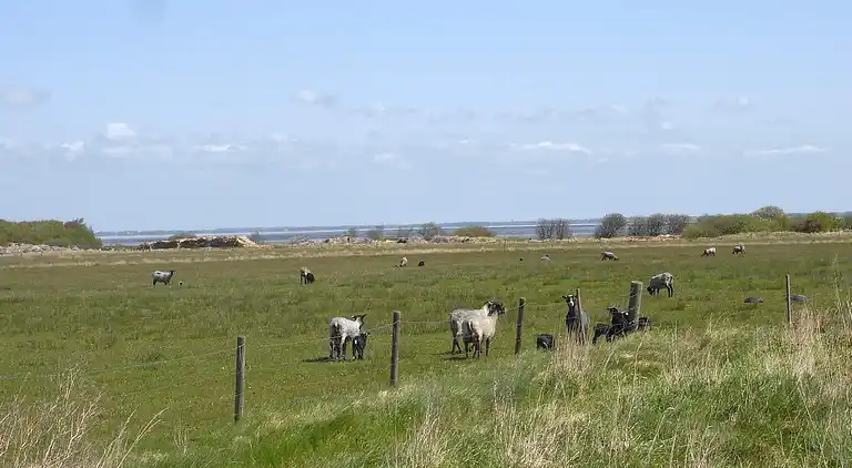 Feriebolig på Fanø