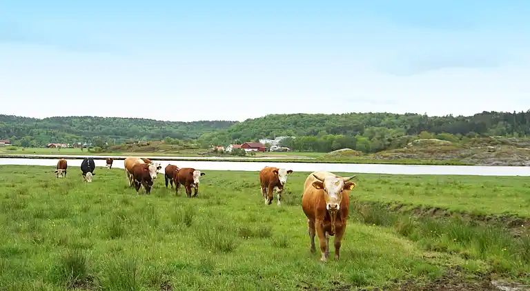 Sommerhus i Kungälvs