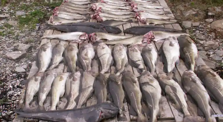 Holiday home in Karlsøy