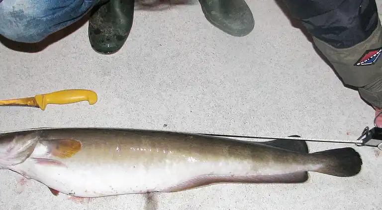 Holiday home in Tysvær