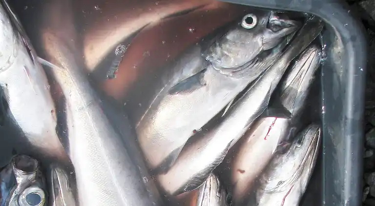 Holiday home in Tysvær