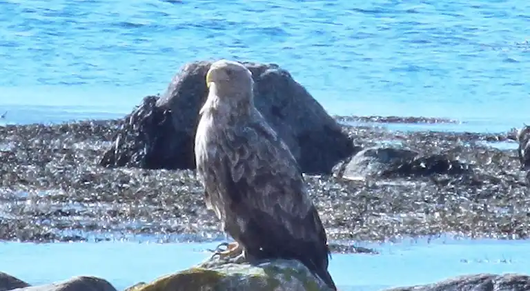 Holiday home in Sifjord