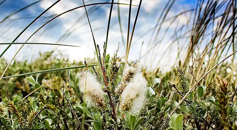 Semesterbostad vid Houvig Strand
