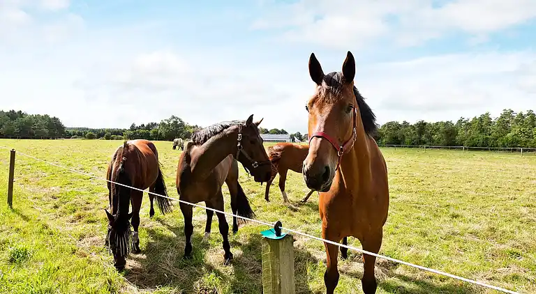 Holiday home in Fugleslev