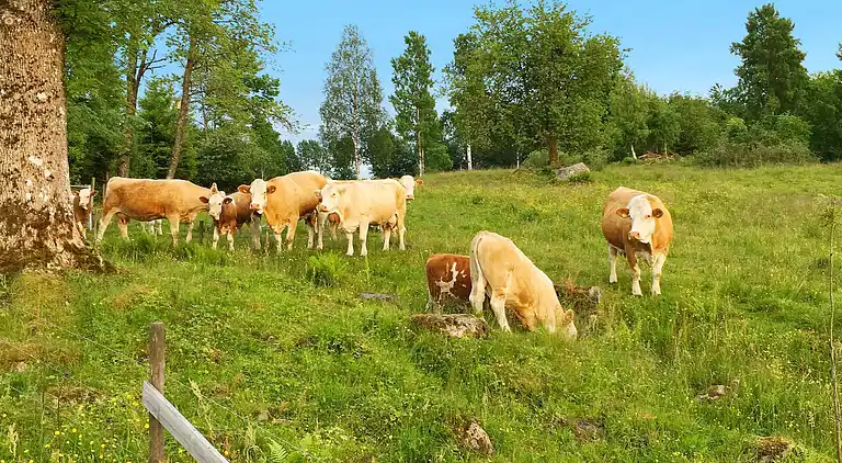 Sommerhus i Ulricehamn NO