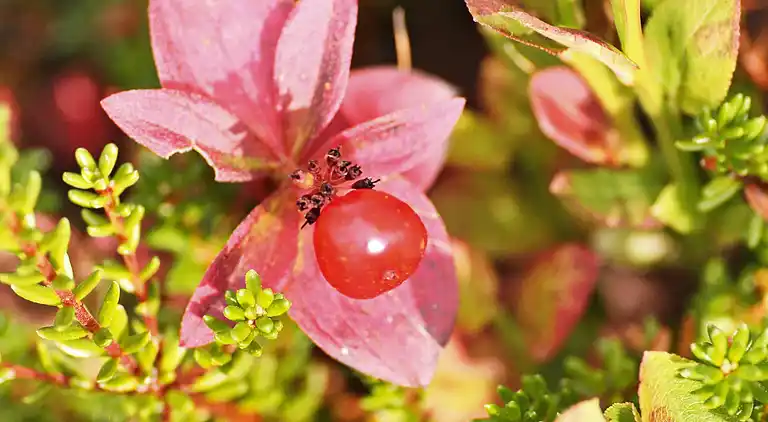 Semesterbostad i Nerskogen