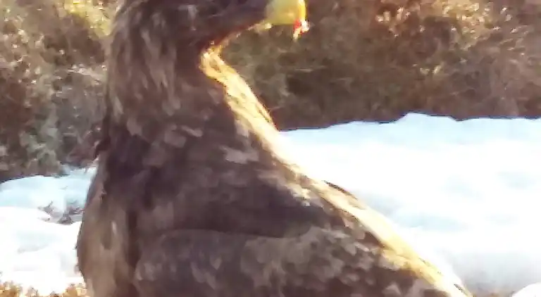 Holiday home in Dønna Municipality