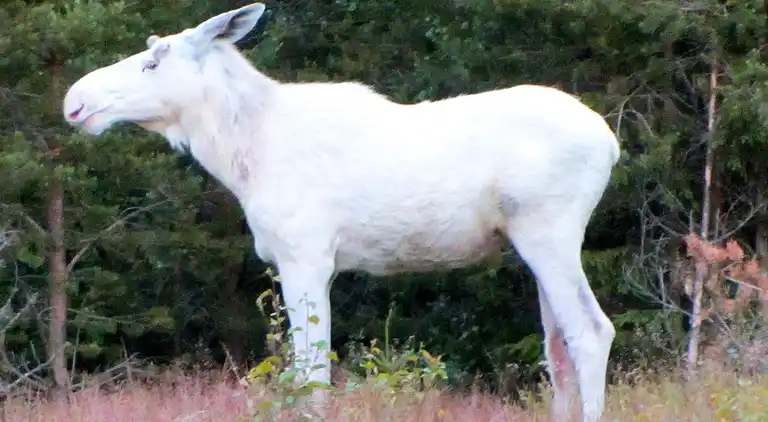 Semesterbostad i Söpplanda
