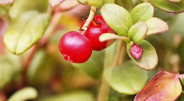 Semesterbostad i Nerskogen