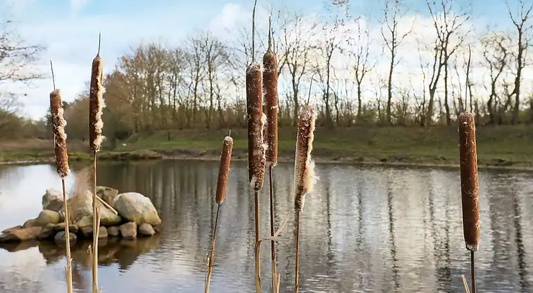 Holiday home in Bindslev