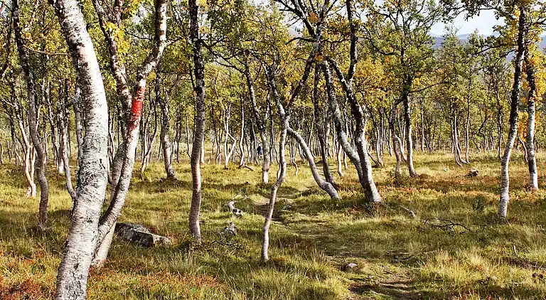 Semesterbostad i Nerskogen