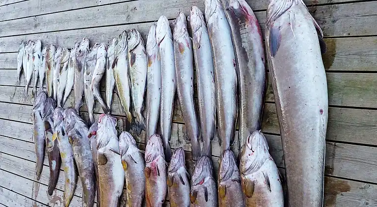 Holiday home in Øklandsvåg