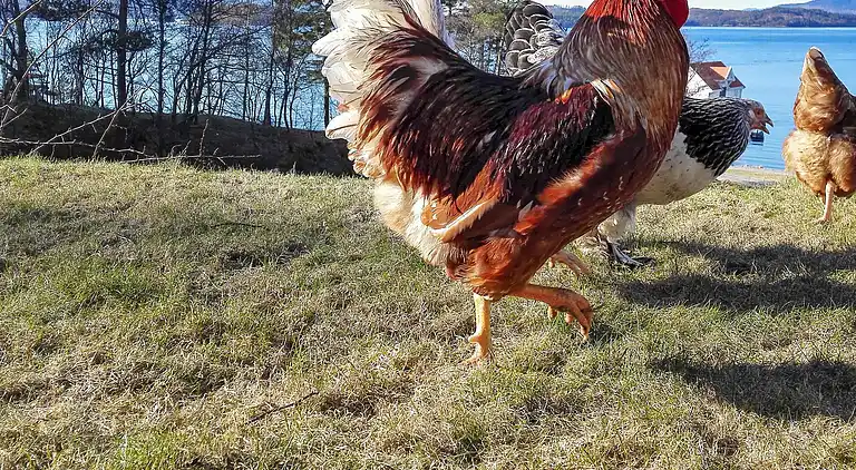 Semesterbostad vid Sørstranda