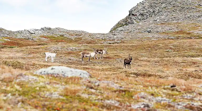Semesterbostad i Nerskogen
