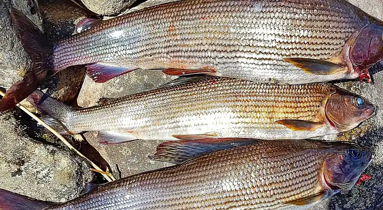 Vakantiehuis in Klaråsen