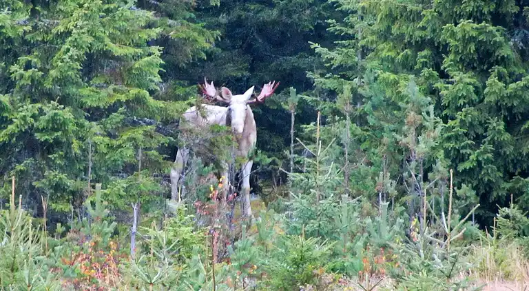 Vakantiehuis in Klaråsen