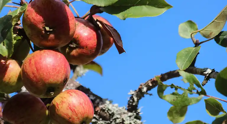 Semesterbostad i Hög