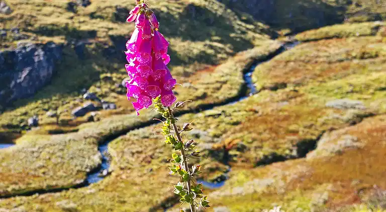 Holiday home in Eksingedalen