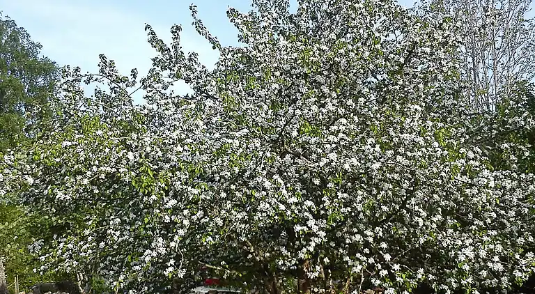 Semesterbostad i Hög