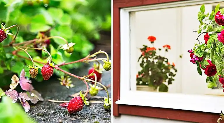 Semesterbostad i Tjörn S