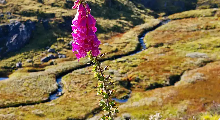 Semesterbostad i Eksingedalen
