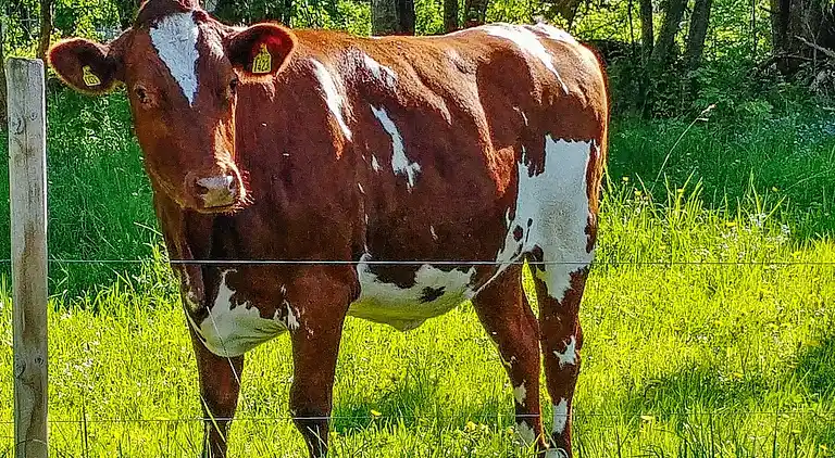 Ferienhaus in Lindesberg S