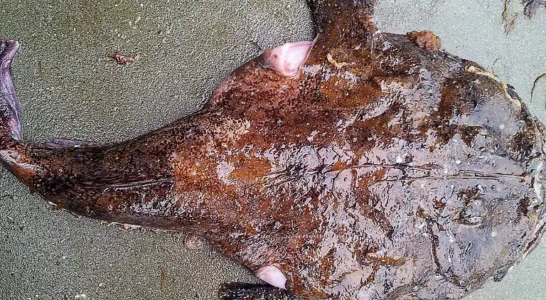 Sommerhus i Søre Øyane