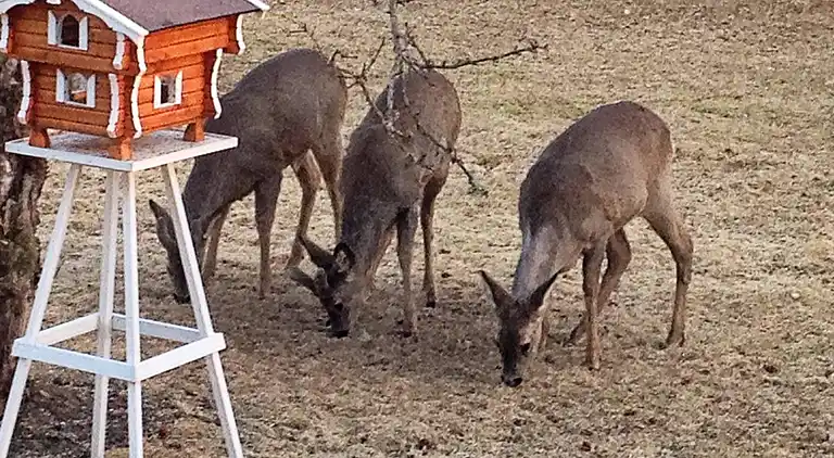 Semesterbostad i Hög